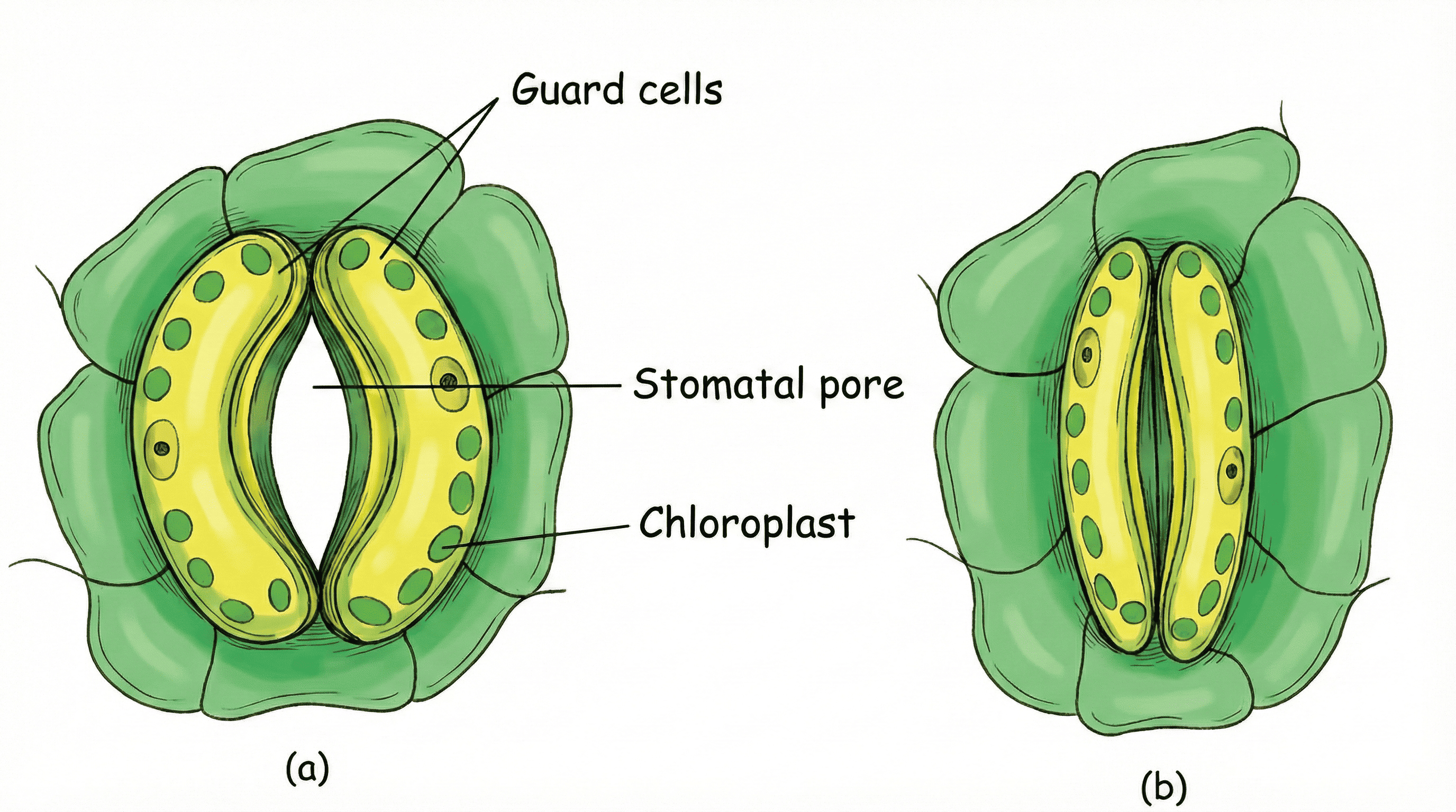 Stomatal Pore